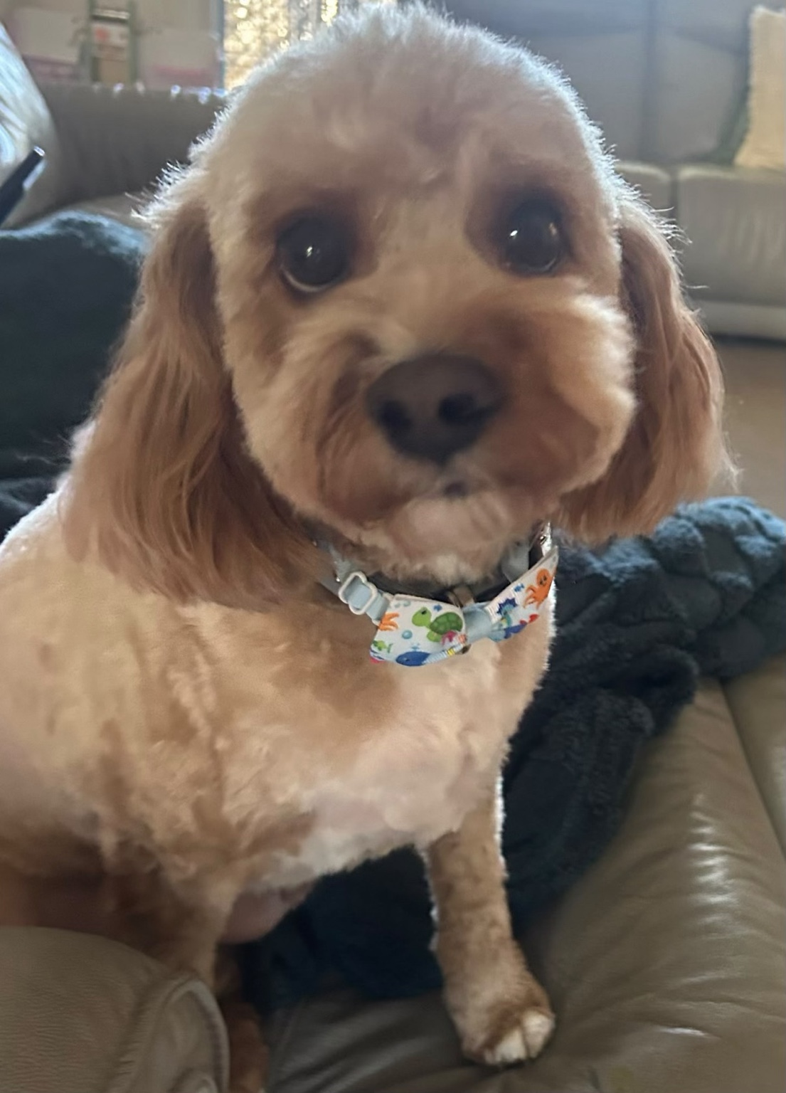 Ralph, Site Supervisor at Home Lift Sydney